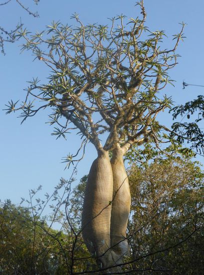 Pachypodium sp. (Fam. Hundsgiftgewächse)