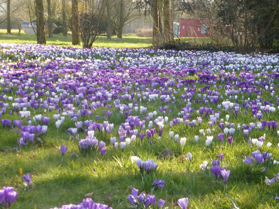 dafür blühen auf den Wiesen umso mehr Krokusse