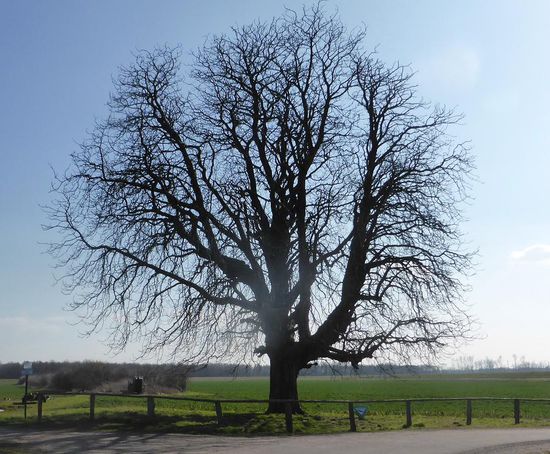 die alte Kastanie hat eine nette Geschichte - neben ihr hängt ein Postkasten, in den man an einem bestimmten Tag des Jahres Post einwerfen kann, die dann in den Himmel gehen soll.