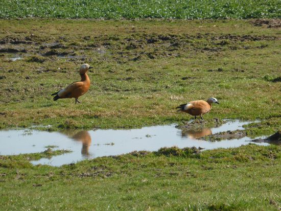 die Rheinauen dienen als Rückzugsgebiet für seltene Vögel, Enten, Gänse etc.