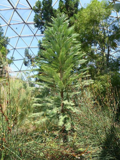 Wollemi Pine