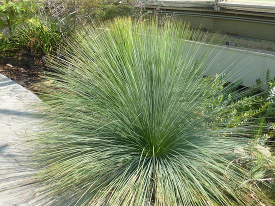 Xanthorrhoea preisii - Grasbaum