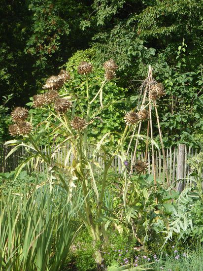 Ein Blick in einen Bauerngarten