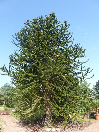 Araucaria araucana