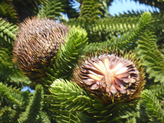 obwohl wir eine solche im Garten hatten, war uns neu, dass es wohl auch Blüten/Früchte gibt