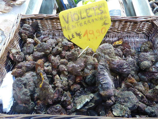 unbekanntes wie die violets und die ormeaux zeigt man uns bereitswillig