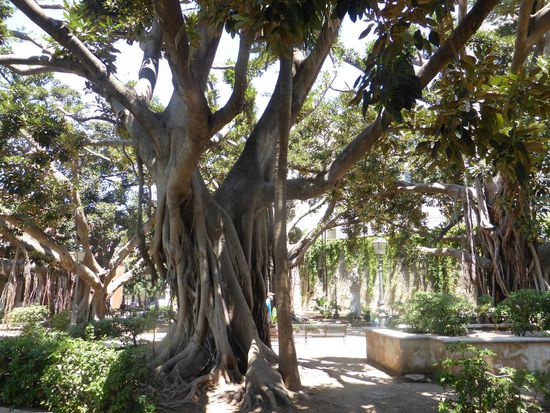 überdimensionale Gummibäume am Aquarium