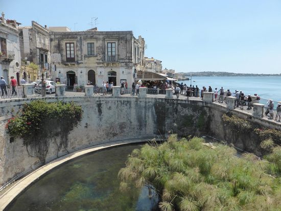 das halbkreisförmige Becken der Fonte Aretusa ist mit Papyrus bewachsen