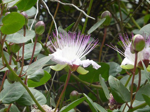 von der recht umfangreichen Flora im Park halte ich nur die sizilianische Orchidee, den Kapernstrauch fotografisch fest