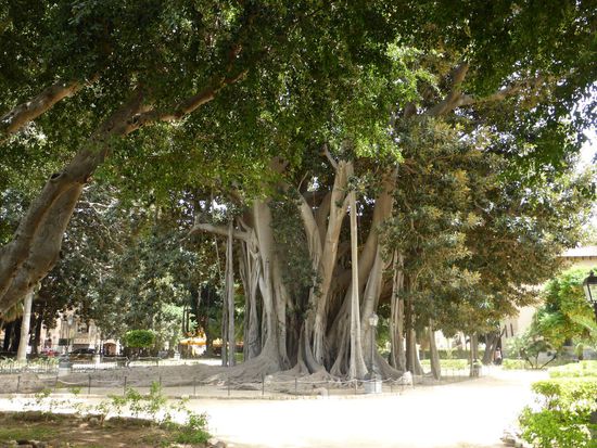 überraschen wieder die überdimensionalen Gummibäume