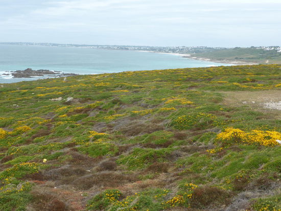 flacher Küstenabschnitt von Ginster in Gelb getaucht - das Rot der Heidesträucher kommt später