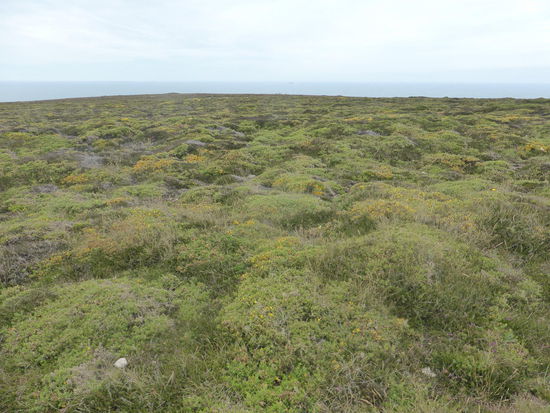 so weit man sehen kann - Heidekräuter, Ginster, Stechpflanzen ....