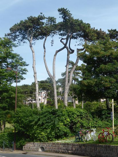 etwas versteckt in einem großen Park liegt das Schloss Les Aygues. Es wurde 1866 erbaut und beherbergte namhafte Gäste wie Jacques Offenbach und Alexandre Dumas.
Zunächst im Besitz von Fürst Lubomirski wird es anschließend zur Seebadsresidenz der spanischen Königinnen Maria Cristina von Bourbon-Sizilien und Isabella II.