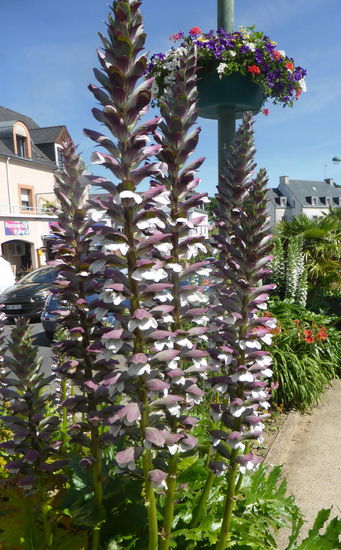 die Temperaturen müssen ähnlich moderat wie in England sein, denn mein acanthuszu Hause leidet in jedem Winter