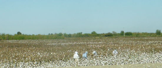 und Baumwolle und Baumwolle  ....