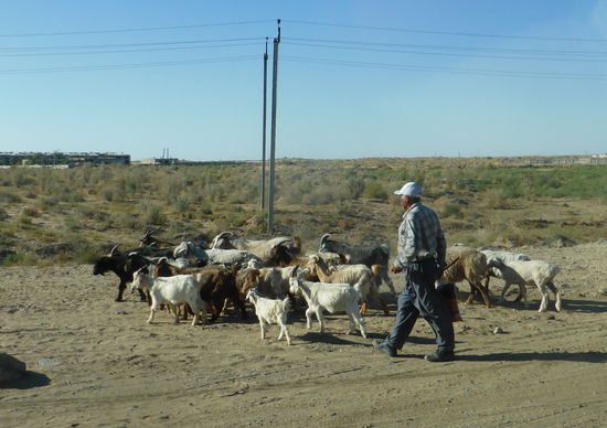 die Ziegen scheinen jedoch noch satt zu werden - oder fressen sie Steine?
