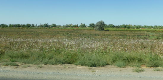 die unterscheidlichen Färbungen der Baumwollfelder haben ihren Grund in der Tatsache, dass sie mehrfach beerntet werden.