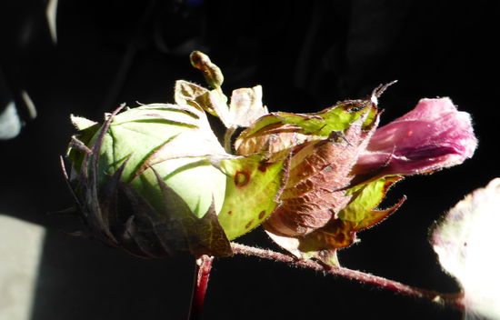 Die einjährige Pflanze entwickelt gleichzeitig Kapseln und Blüten (rosa!)