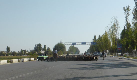 die Schafherden müssen allerdings auch jetzt noch über die neuen breiten Strassen
