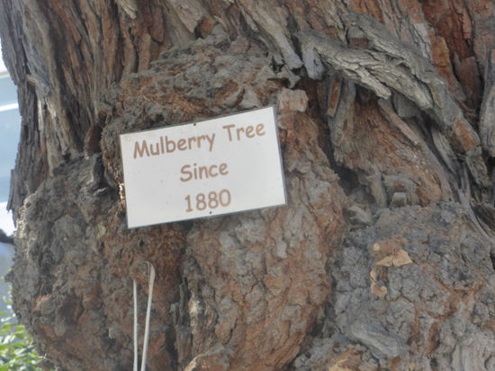 Grundlage für die Seidenraupenzucht - und damit für die Seidenproduktion - ist der Maulbeerbaum, dessen Blätter die Nahrung der Raupen darstellen.