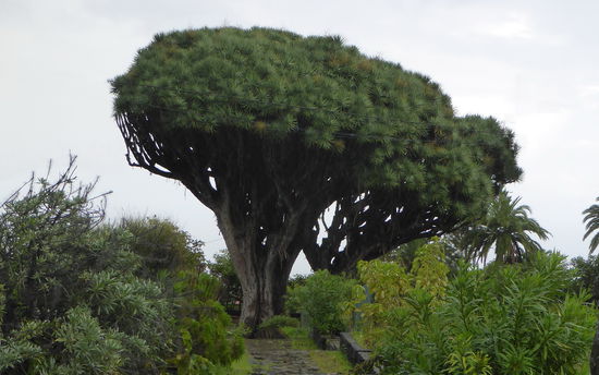 der größte und älteste Drachenbaum liegt auf dem Weg - allerdings ist es bei regen doch recht trist