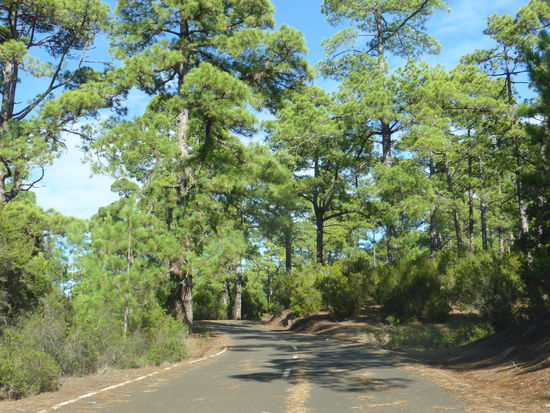 Pinienwald bei El Faya