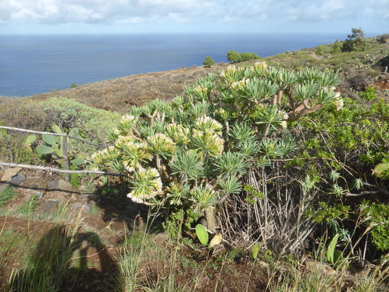 Wolfsmilchgewächse säumen den Weg