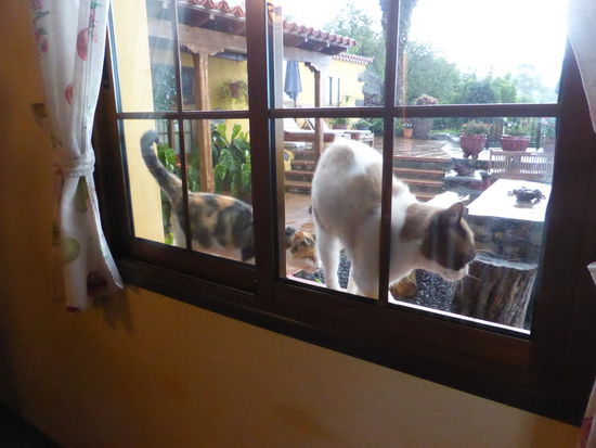 zu Hause werden wir schon von unseren 'Hauskatzen' erwartet