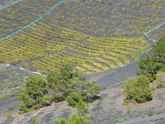 später können an den Hängen Weinstöcke angesiedelt werden, die nicht wie bei uns an Stöcken angebunden werden, sondern über den Lavaboden kriechen