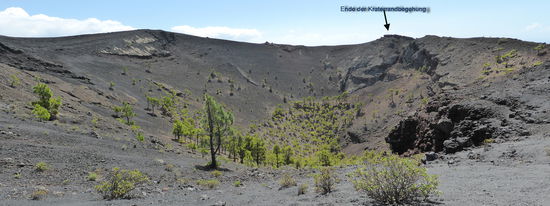 der Blick in den Kratergrund mit einem lichten Kiefernhain.