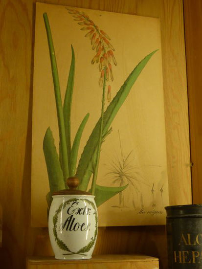 Aloe - botanische Zeichnung - Porzellangefäß aus dem 19. Jh.