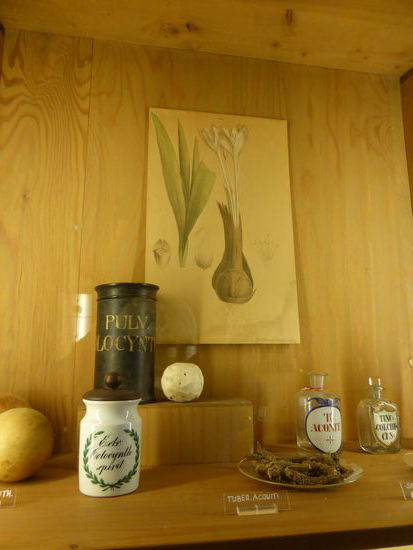 Eisenhutknollen - tuber aconiti