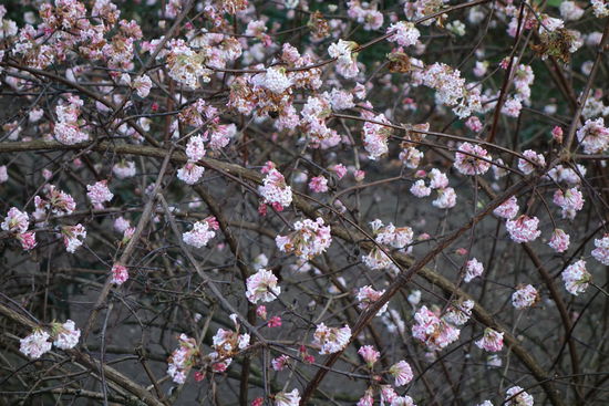 Frühling im Dezember