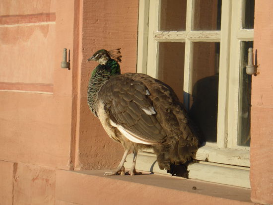 die Pfauen leben bereits seit Generationen im Schloßgarten