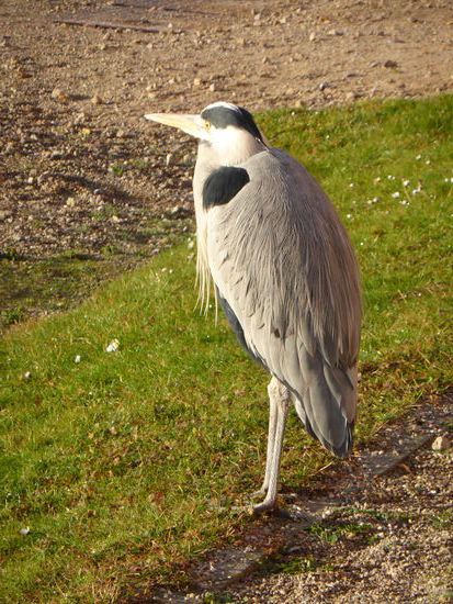 Graureiher im Sonnenbad