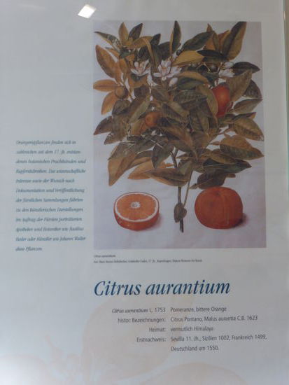 Pomeranze - als edelste Zitrusfrucht der Barockzeit