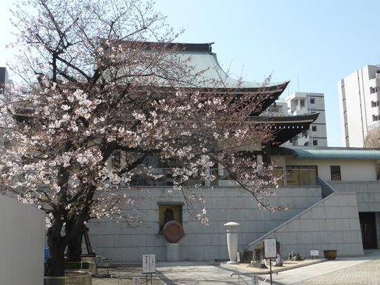 der erste von vielen auf der Reise blühenden Kirschbäumen - wir sind also doch zur richtigen Zeit gekommen