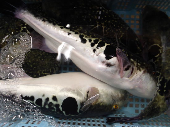 das sind die berüchtigten Kugelfische