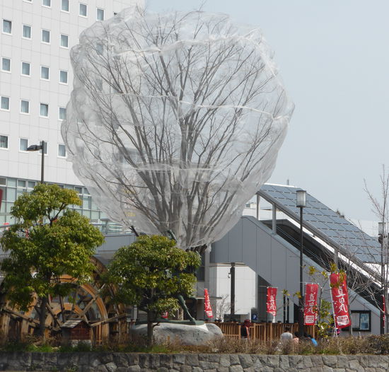 hier sind die Bäume noch 'eingepackt' - solange ist der Winter wohl hier noch nicht vorbei