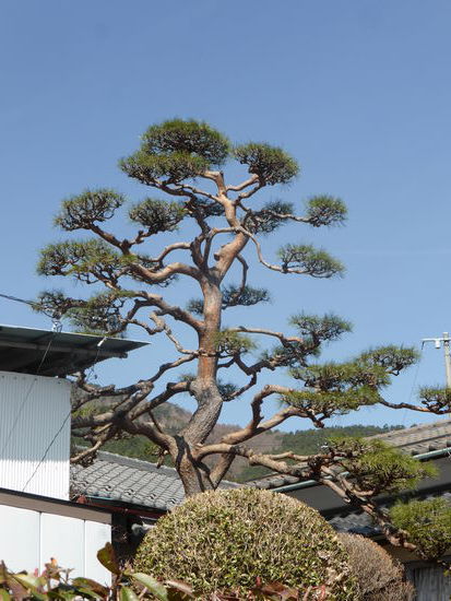Wachsen lassen scheint keine Alternative für Japaner zu sein - jeder Baum wird  beschnitten und in Form gebracht - wir nenen sie 'Groß-Bonsai'
