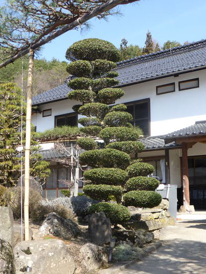 die Großbonsais passen natürlich in jeden noch so kleinen Vorgarten