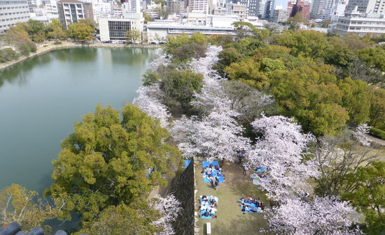 auch hier wird unten im Park Hanami gefeiert