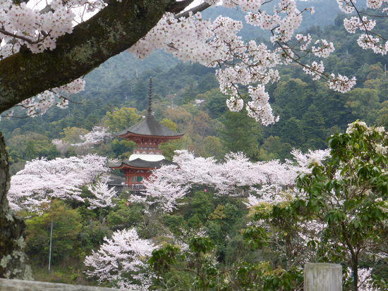 während der Kirschblüte ist der Anblick grandios