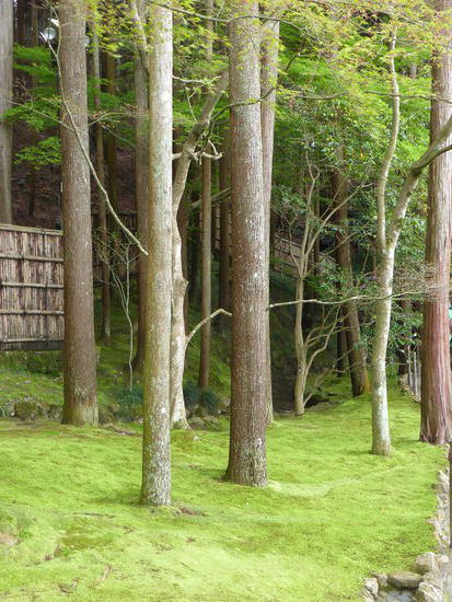 mir gefallen im Garten die bemoosten Flächen besonders gut