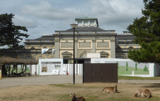 hier begegnen wir auch wieder den wilden Rehen, die wir schon in Myjajima gesehen haben