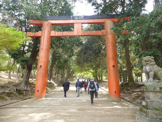 durch einen schönen Wald mit  interessanten stark ausufernden Baumwurzeln führt der Weg zum Kasuga Schrein
