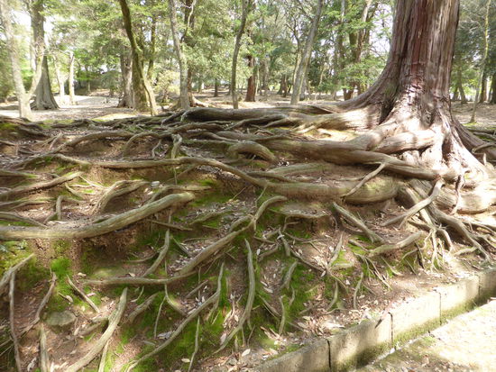 Der Weg zum Schrein geht durch den Nara Park, einem sehr schönen Wildpark. Hier leben zahme frei Hirsche.
