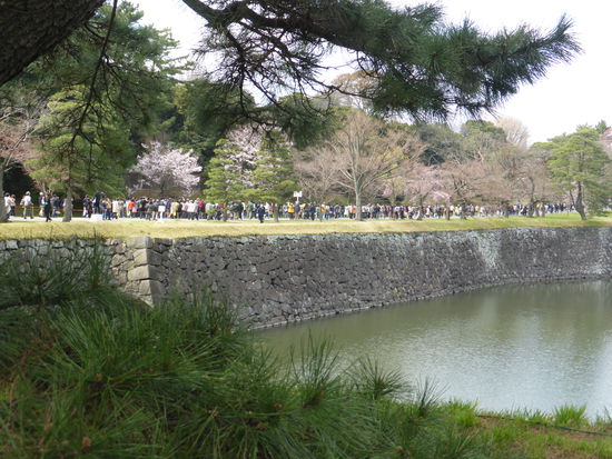 Heerscharen ziehen gemächlich durch den Park und erfreuen sich an den erblühenden Kirschbäumen
