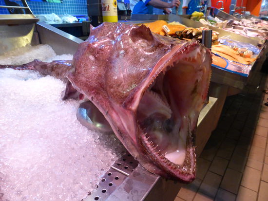 und jetzt gähnt er - oder?