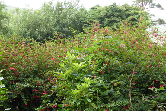 Die Fuchsienhecken haben es uns angetan